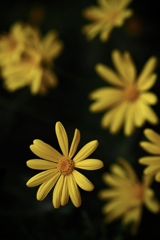 黄色い花びら