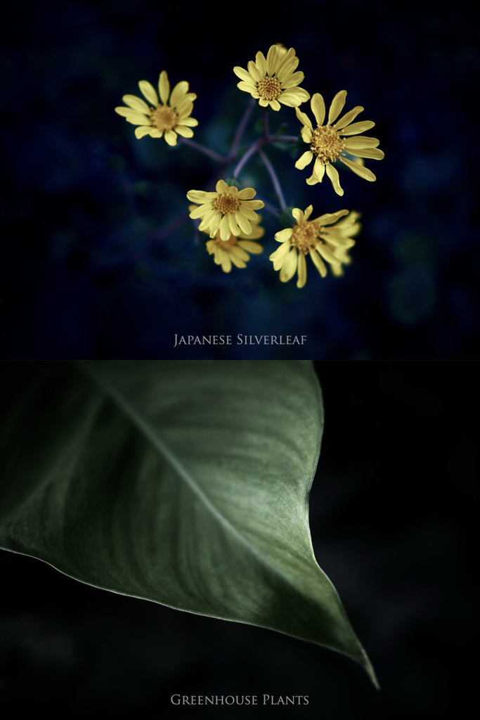 ツワブキ／植物（組み写真）