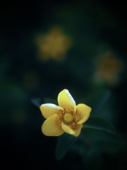 キンシバイ