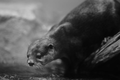 タイミングをうかがう