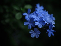 ルリマツリ