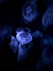 深みに溶け込む