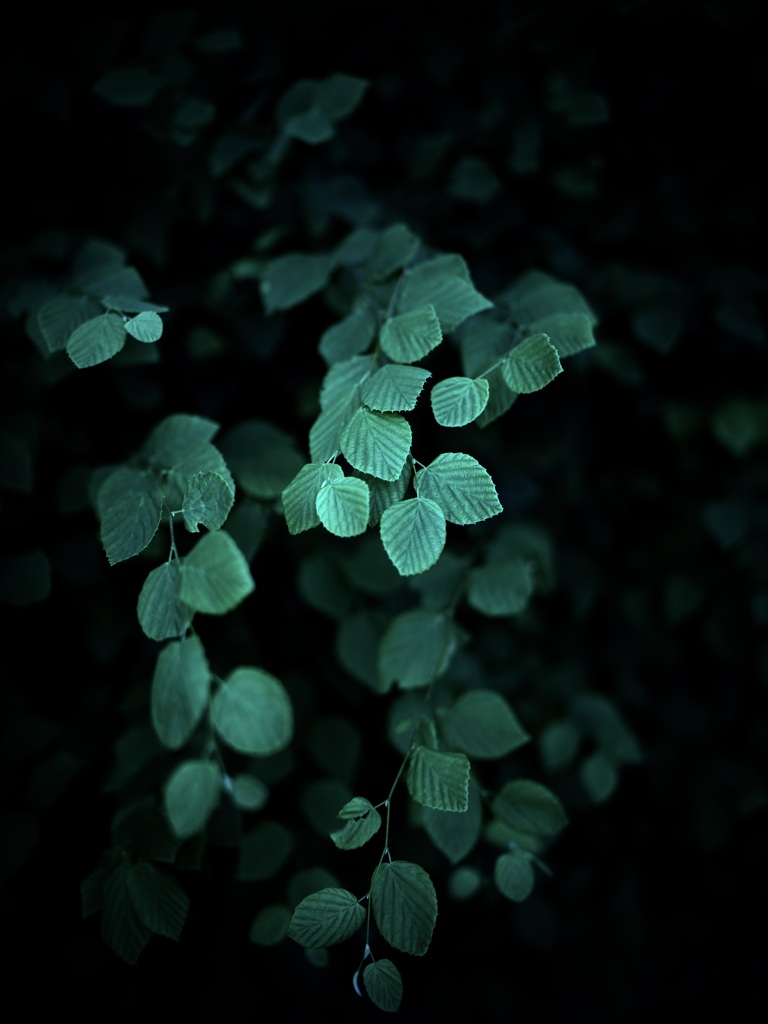 立ち現れる緑