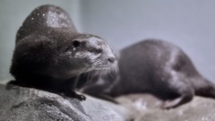 コツメカワウソ