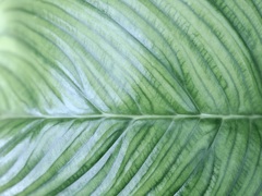温室内の植物