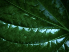 温室内の植物