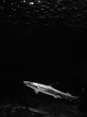 サメ