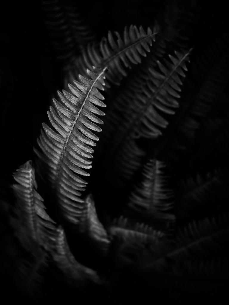 温室内の植物（モノクロ）
