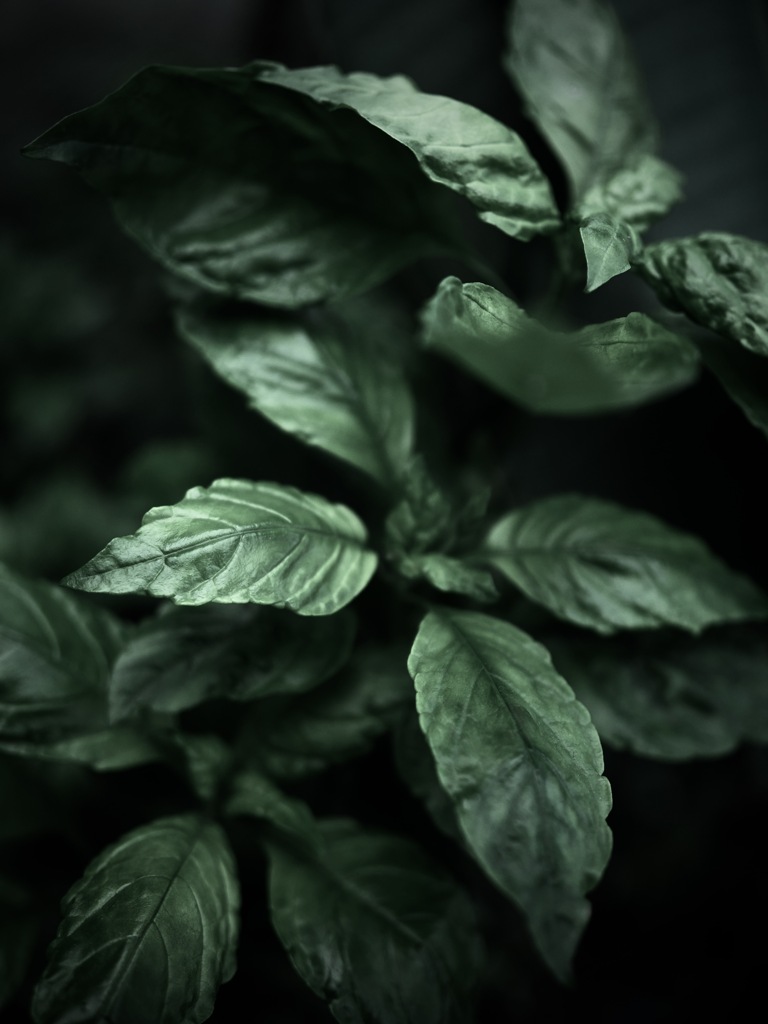 温室内の植物