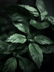 温室内の植物