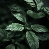 温室内の植物