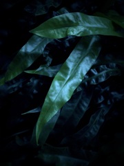 温室内の植物