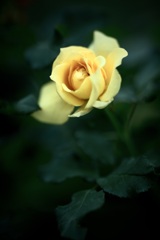 あなたに向けた輝き