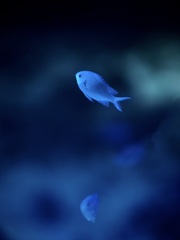 アクアリウムの生き物
