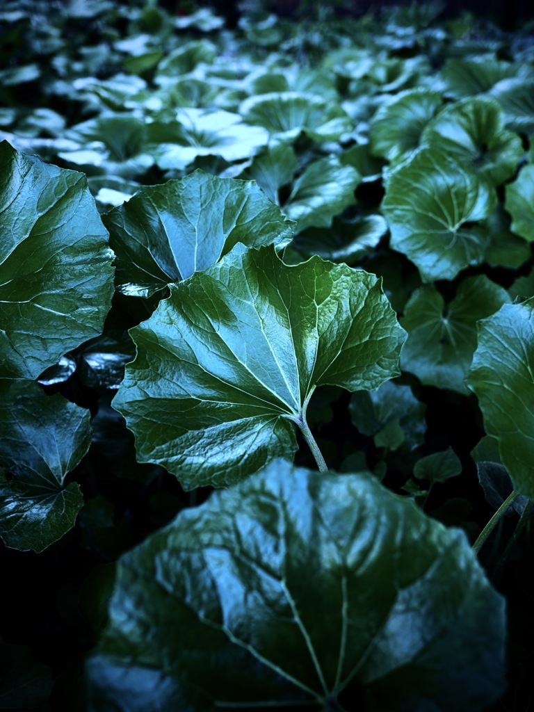 静けさの奥にひそむ、ツワブキの息づかい