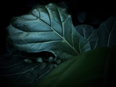 温室内の植物