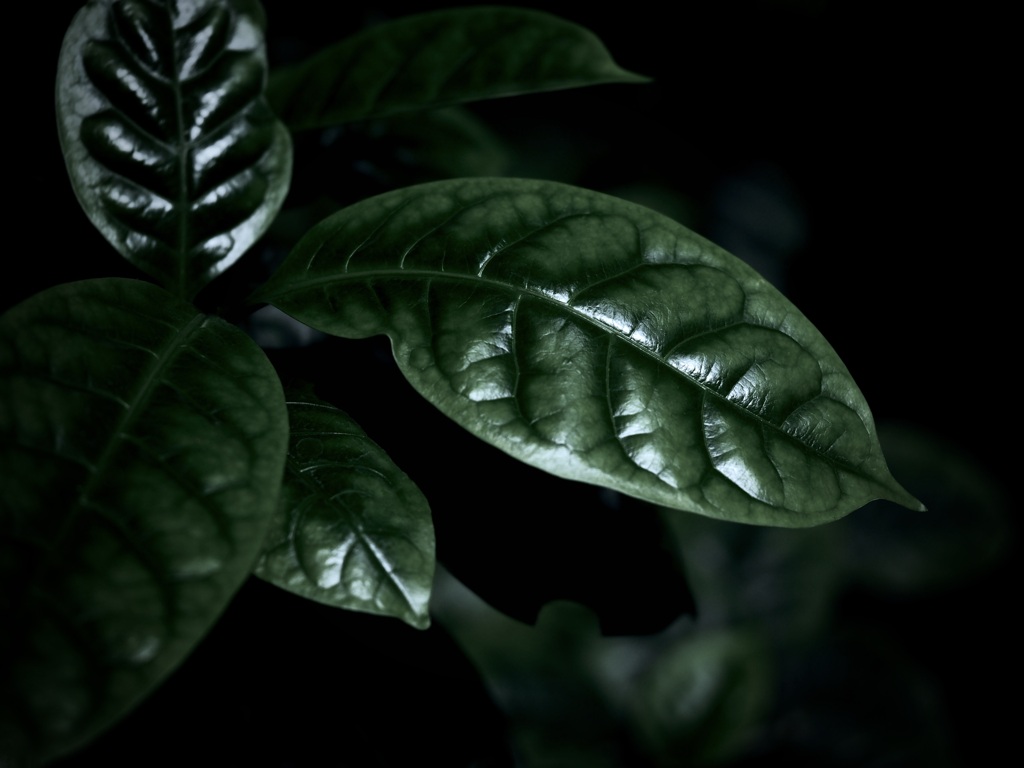 温室内の植物