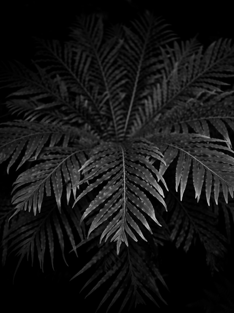 温室内の植物（モノクロ）