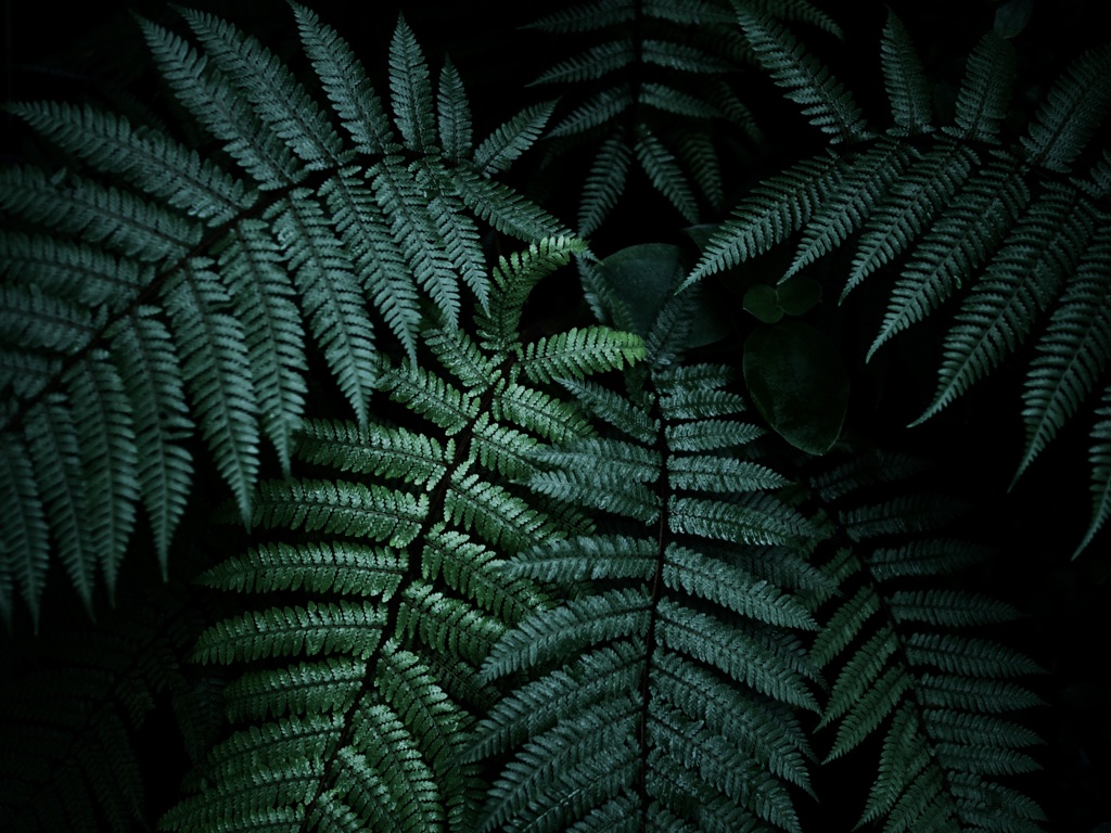 シダ