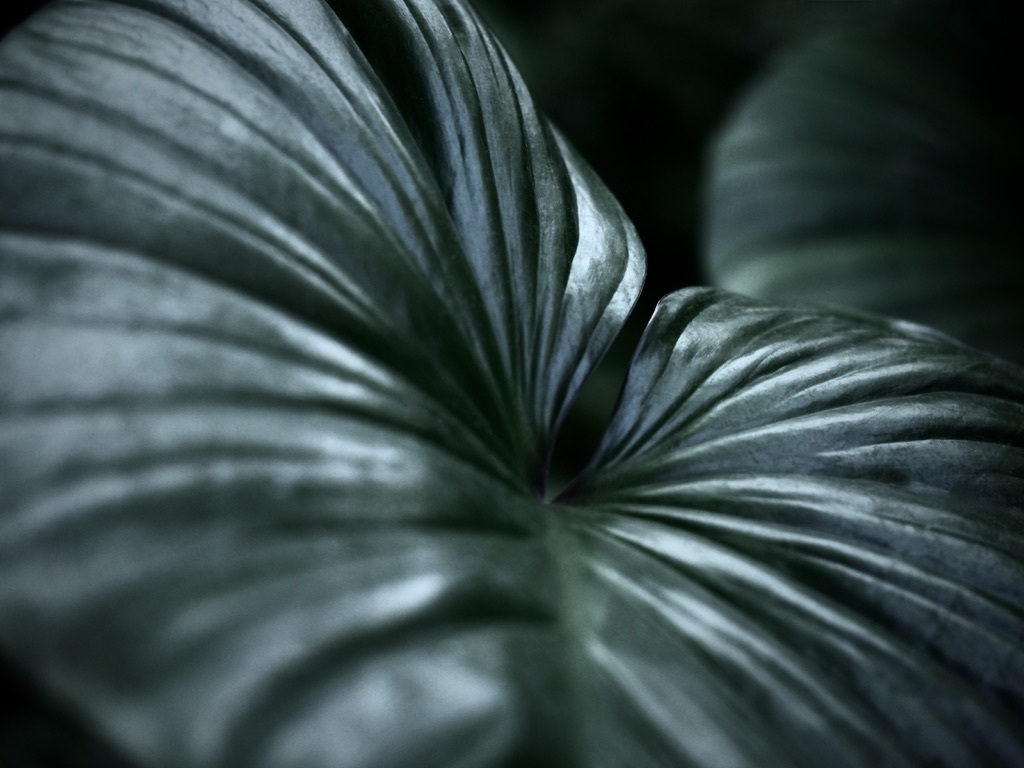 温室内の植物