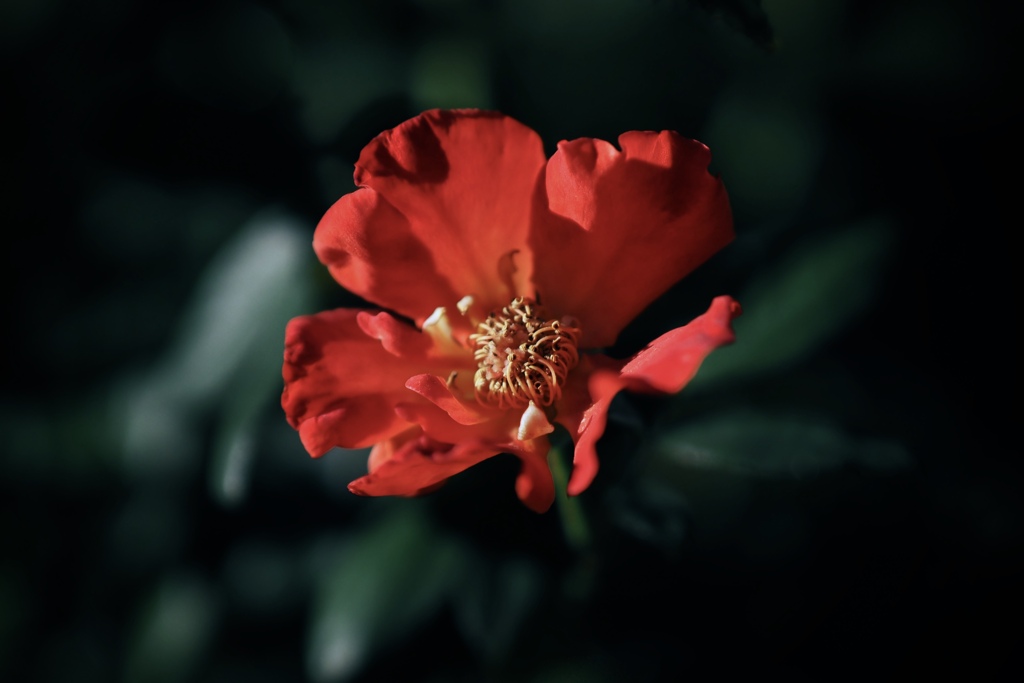 花  8