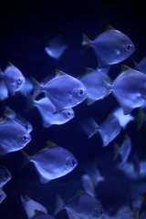 水界の置き物