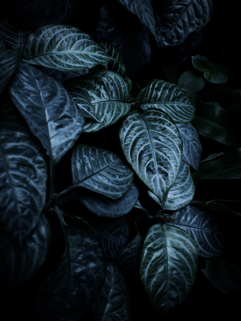 温室内の植物