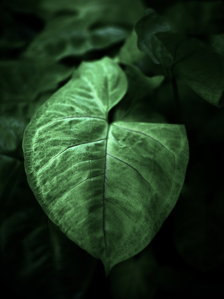 温室内の植物