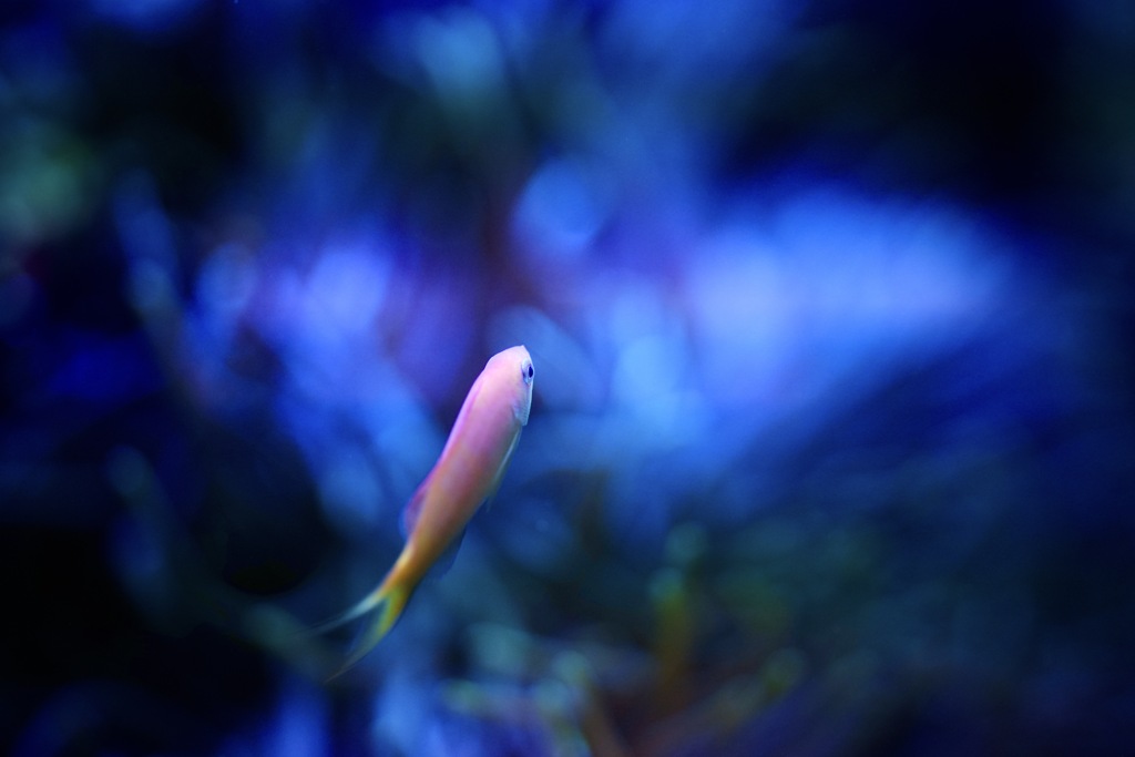 向こうの世界に