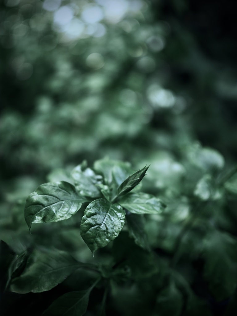 温室内の植物