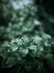 温室内の植物