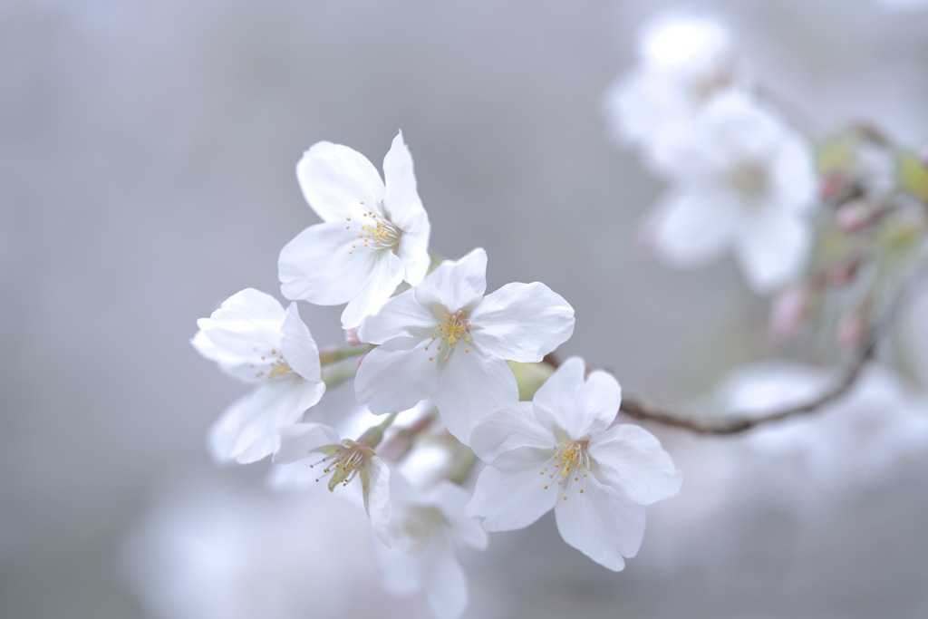 白の発露 by FREEHAND (ID:13452930) - 写真共有サイト:PHOTOHITO