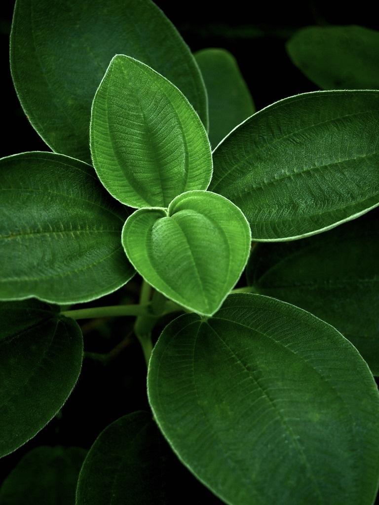 温室内の植物