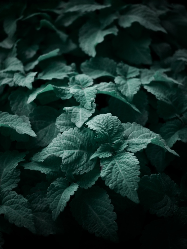 公園の植物