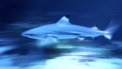 サメ・ツマグロ