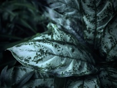 温室内の植物