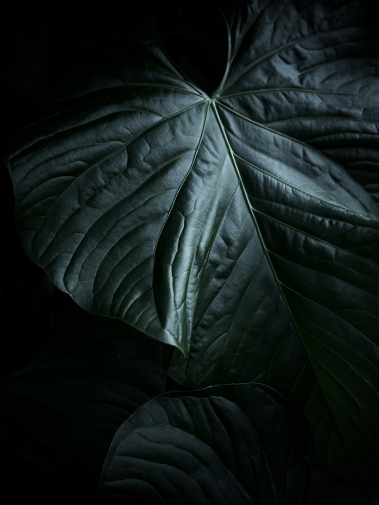 温室内の植物