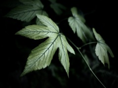 温室内の植物