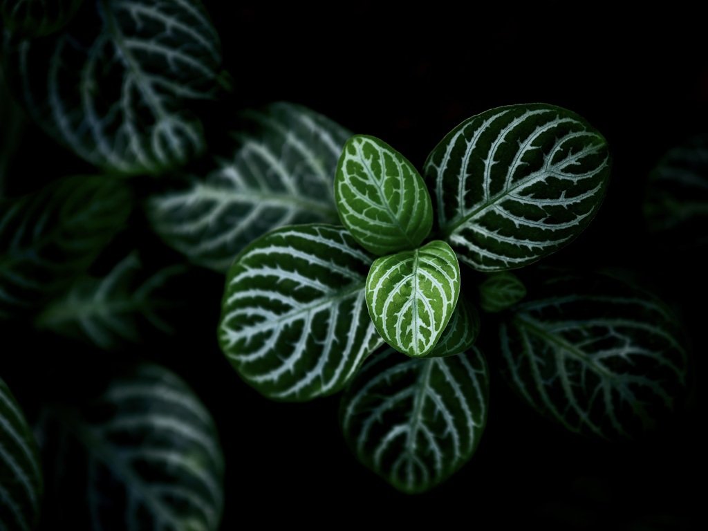 温室内の植物