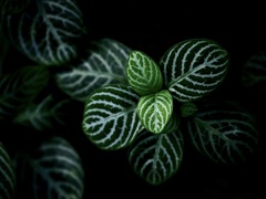 温室内の植物