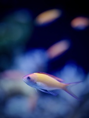 アクアリウムの生き物