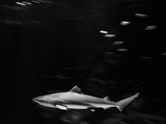 サメ・ツマグロ