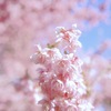 ツバキカンザクラ