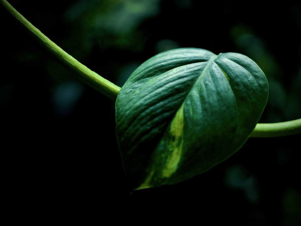 温室内の植物