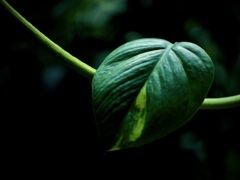 温室内の植物