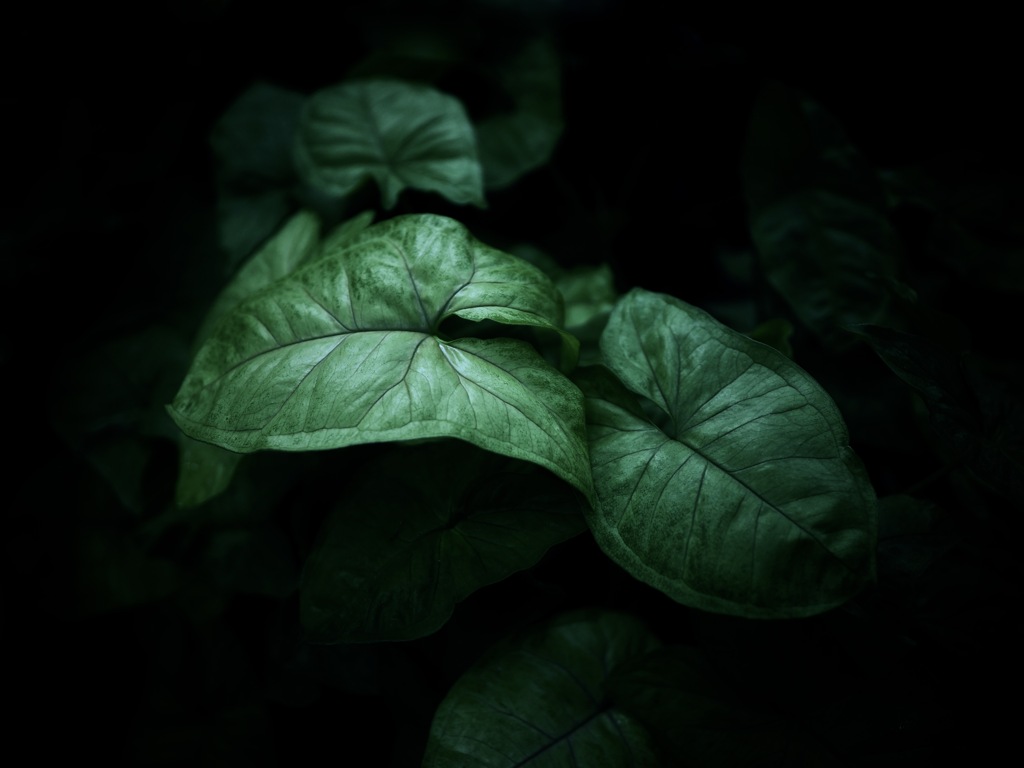 温室内の植物