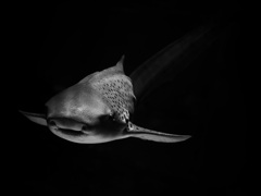 サメ・トラフザメ