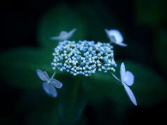 振り集まる小さな心