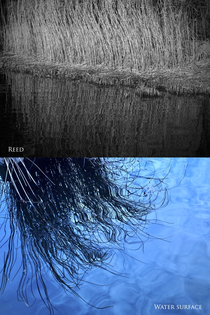 水面／ヨシ（組み写真）