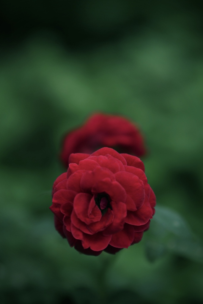 花 7